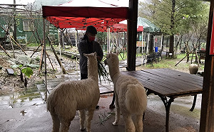 落實保護動物福利 新北評鑑動物展演場所2良級1普級