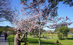 新北新店陽光運動公園櫻花綻放 與河津櫻來場浪漫邂逅 