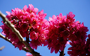 寒流助攻！武陵農場櫻花蓄勢待發  最佳賞花期曝光