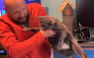 超愛主人男友！貓被抱離還嬌喊抗議