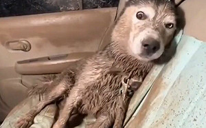 二哈瘋玩泥濘！飼主車慘變巧克力味