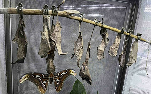 皇蛾轉大人出奇招！自搭帳棚睡睡袋