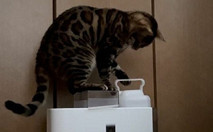 飼主看呆！貓動腦開兒童鎖扛水箱