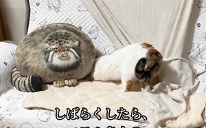 放兔猻玩偶坐鎮沙發！貓端坐超緊張