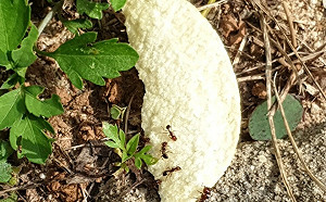 火蟻入侵新北林口變電所 即時防治保護民生用電 