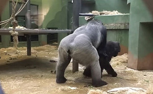 動物園猩猩激戰！屁股狂扭60秒結束