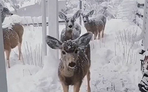 救一頭受傷鹿！冬天牠主動結伴探訪