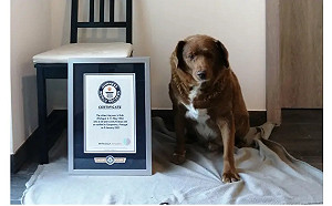 全世界最老的狗！30歲266天葡萄牙家犬登金氏紀錄