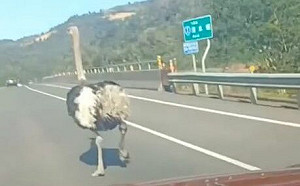 台7線驚見鴕鳥！超爆笑追車畫面曝