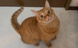 貪吃貓發現沒零食！秒冷酷轉身