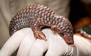 台灣穿山甲「潤喉糖」捷克布拉格產寶寶 歐洲繁殖成功首例