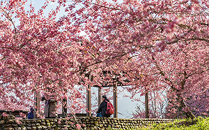 懶人包》迎浪漫櫻花海！中南部6大賞櫻景點一次看