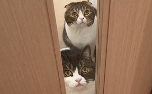 媽媽理髮回來不認得了！貓態度大變