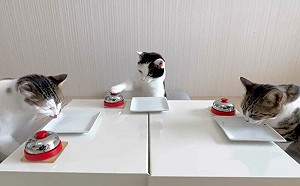 (影)3餓貓狂按服務鈴！工讀生忙不過來