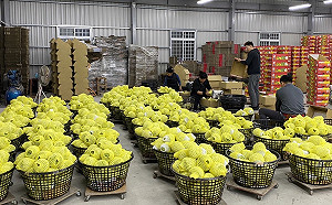 台東鳳梨釋迦復銷中國 首批遭檢出介殼蟲 防檢署：將加強3倍取樣檢查 