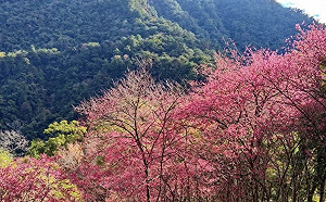揪團賞櫻去！八仙山櫻花盛放 感受春天限定浪漫