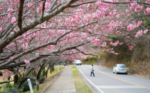 快把握！武陵櫻花季2/7開跑 「賞花專車」仍有餘票