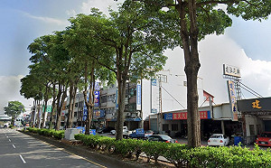 黑板樹引噪音、行車安全問題！公總移除93顆樹解決