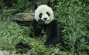 圓圓、圓仔、圓寶傻傻分不清？動物園曝特殊外觀特徵 輕鬆分辨