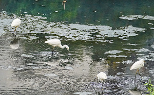 白鷺鷥成群出現在鴨母港溝 重拾新北蘆洲河畔回憶