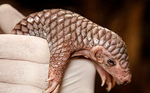 布拉格動物園證實「潤喉糖」生女兒 產檢過程曝光