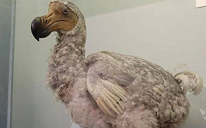 重現侏儸紀? 這鳥滅絕300年 他們要「復活」 猛瑪象、塔斯馬尼亞虎也入列