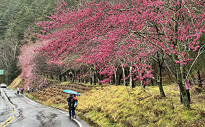 武陵夢幻櫻花季2/7登場！浪漫夜櫻晚上6時點燈