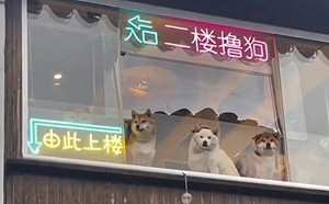 牆掛二樓擼狗牌！3店員露腦袋招客