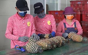 2年前中國「說禁就禁」鳳梨農損失慘重！陳吉仲曝農民心情：怕到了