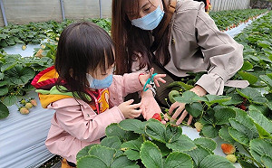 台北也能採草莓！21家「內湖草莓園」 搭公車就能到