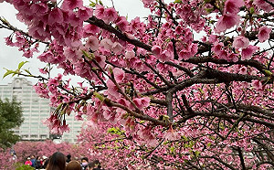 免衝陽明山！雙北3大賞櫻秘境公開