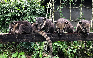 動物園長鼻浣熊意外喪生 保育員震驚不捨將列保育教材