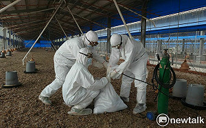 台南土雞場檢出禽流感  動保處即時處置積極防堵疫情