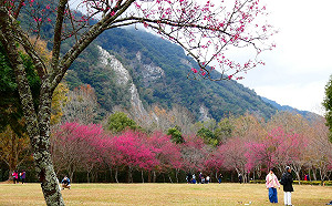 櫻花下的浪漫約會！奧萬大「春櫻傳情」音樂會2/11登場