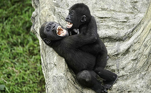 金剛猩猩互動超搞笑！兄弟檔把爸爸當玩具意外成動物園看點