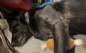 搜救犬「咬雞腿」挨轟！領犬員霸氣發聲網力挺：要幾隻都買給你