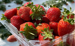 美國下架疑藏A肝冷凍草莓 與台灣進口批號不同