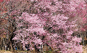 武陵最佳賞花期！5層樓高「粉紅櫻王」盛開 夢幻美景大公開