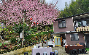 嘉縣瑞峰太和休閒農業區 櫻花市集開幕