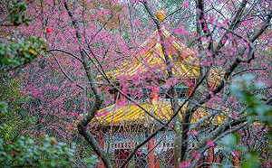 陽明山櫻花季2/11登場！6大精彩活動感受春日時光