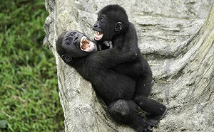 金剛兄弟打鬧引圍觀！還抱團欺負爸