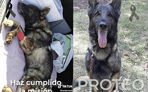 搜救犬赴土耳其救災！證實當地殉職