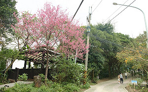 造訪新北二叭子植物園 健行賞櫻春日好休閒