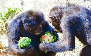 壽山動物園專屬浪漫！ 特製情人節蔬果花束甜蜜滿點