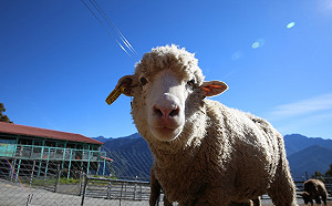 遭質疑不當對待綿羊！清境農場「還原經過」回應了