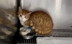 小橘貓受傷罕見臟器大風吹 新北動保處妙手回春待覓有緣人 