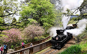 阿里山花季 林鐵推限定《31號蒸汽火車》遊程