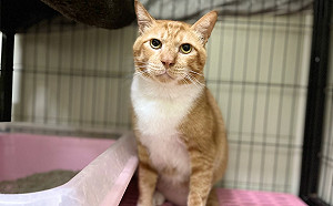 新北動保處悉心照顧1年半  助三腳浪貓覓得良緣