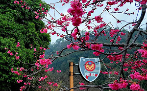 拜訪全台最美派出所！泰安櫻花季2/18登場  交管一次看