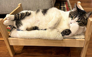 貓躺床沉思爆紅！網笑：在想些壞的